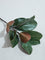 Westside Home Green Magnolia Leaf Artificial Plant